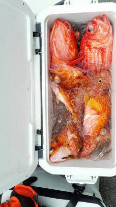 長栄丸(静岡) 釣果