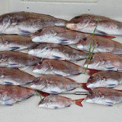 松本釣船２ 釣果