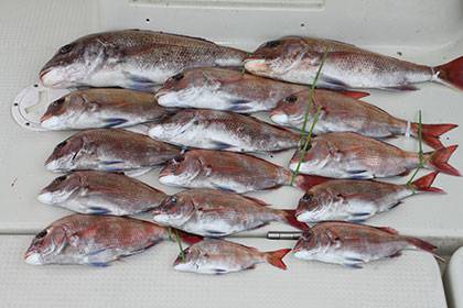 松本釣船２ 釣果