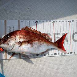 フルコンタクト 釣果