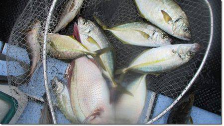 海正丸 釣果