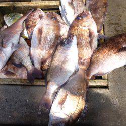 海釣り公園みかた 釣果