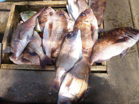 海釣り公園みかた 釣果