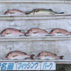 松名瀬フィッシングパーク 釣果