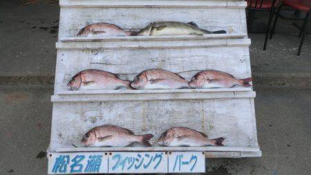 松名瀬フィッシングパーク 釣果