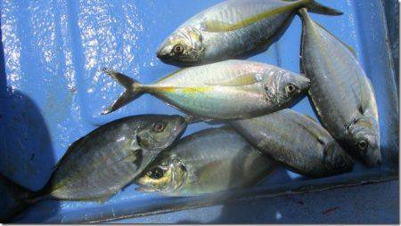 海正丸 釣果