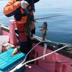 第八平成丸 釣果