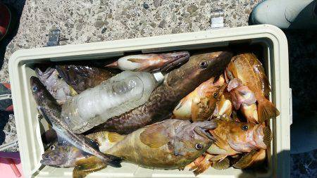 第八平成丸 釣果