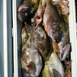 第八平成丸 釣果