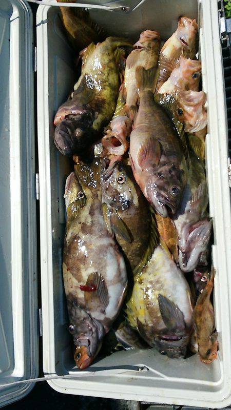 第八平成丸 釣果