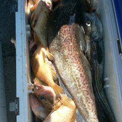 第八平成丸 釣果