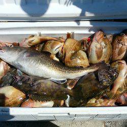 第八平成丸 釣果