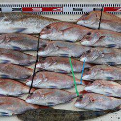 松本釣船２ 釣果