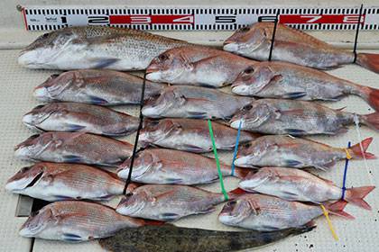 松本釣船２ 釣果