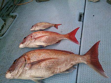 第二常豊丸 釣果