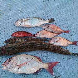 第二常豊丸 釣果