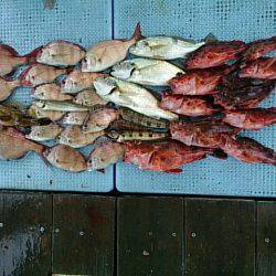 第二常豊丸 釣果