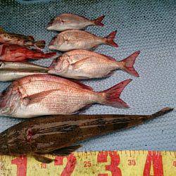 第二常豊丸 釣果