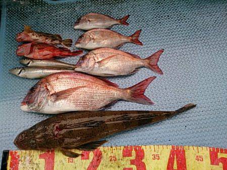 第二常豊丸 釣果