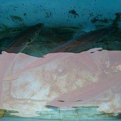 第二常豊丸 釣果