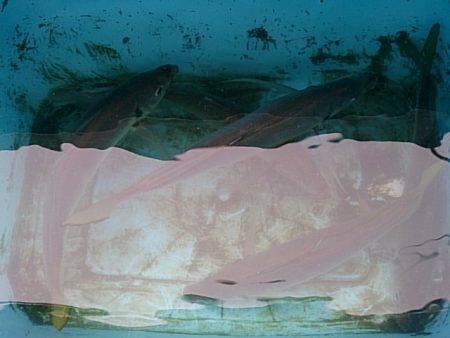 第二常豊丸 釣果