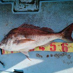 第二常豊丸 釣果