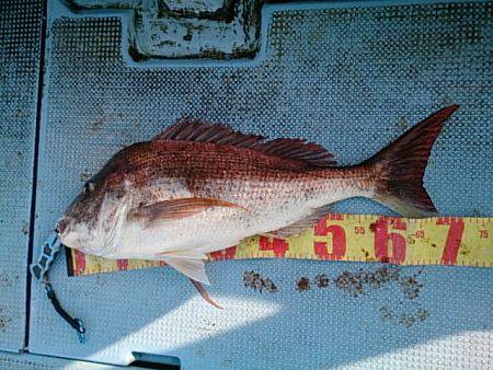 第二常豊丸 釣果