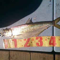 第二常豊丸 釣果