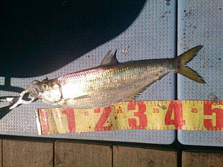 第二常豊丸 釣果