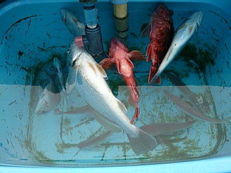 第二常豊丸 釣果