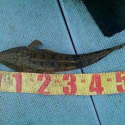 第二常豊丸 釣果