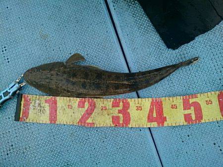 第二常豊丸 釣果