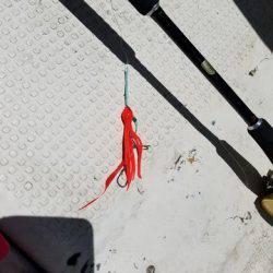 遊漁船 ニライカナイ 釣果