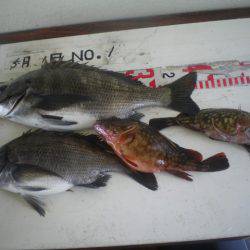 姫路市立遊魚センター 釣果