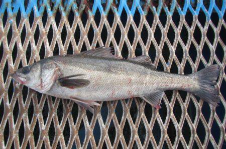 オリジナルメーカー海づり公園(市原市海づり施設) 釣果