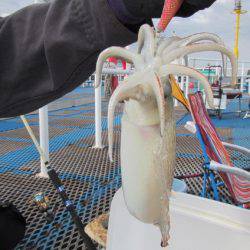 オリジナルメーカー海づり公園(市原市海づり施設) 釣果