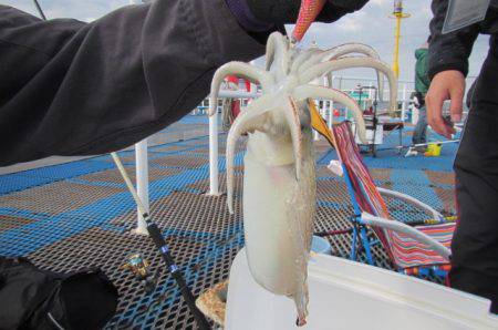 オリジナルメーカー海づり公園(市原市海づり施設) 釣果