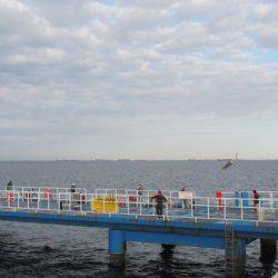 オリジナルメーカー海づり公園(市原市海づり施設) 釣果