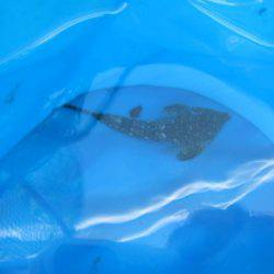 オリジナルメーカー海づり公園(市原市海づり施設) 釣果