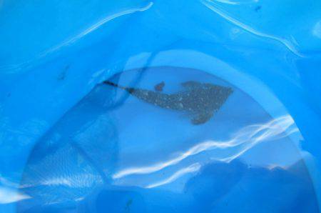 オリジナルメーカー海づり公園(市原市海づり施設) 釣果