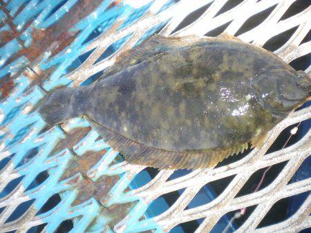 オリジナルメーカー海づり公園(市原市海づり…