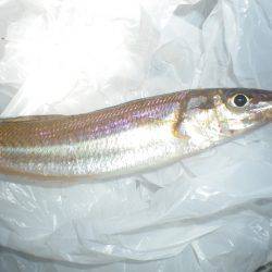 オリジナルメーカー海づり公園(市原市海づり施設) 釣果