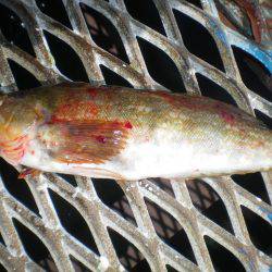 オリジナルメーカー海づり公園(市原市海づり施設) 釣果