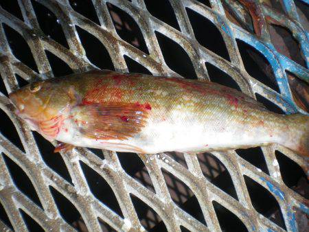 オリジナルメーカー海づり公園(市原市海づり施設) 釣果