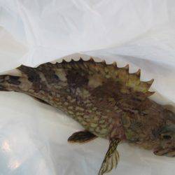 オリジナルメーカー海づり公園(市原市海づり施設) 釣果