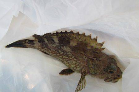 オリジナルメーカー海づり公園(市原市海づり施設) 釣果