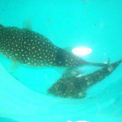 オリジナルメーカー海づり公園(市原市海づり施設) 釣果