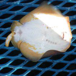 オリジナルメーカー海づり公園(市原市海づり施設) 釣果