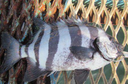 オリジナルメーカー海づり公園(市原市海づり…