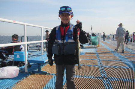 オリジナルメーカー海づり公園(市原市海づり施設) 釣果